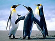 Penguins (5).jpg